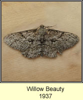 Willow Beauty, Peribatodes rhomboidaria