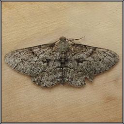 Willow Beauty, Peribatodes rhomboidaria