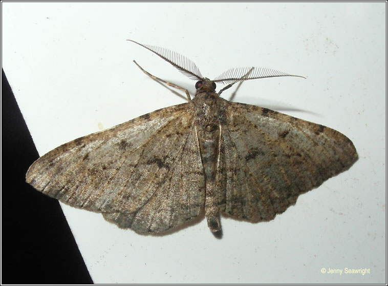 Willow Beauty, Peribatodes rhomboidaria