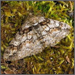 Ringed Carpet, Cleora cinctaria