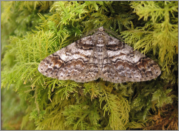 Ringed Carpet, Cleora cinctaria