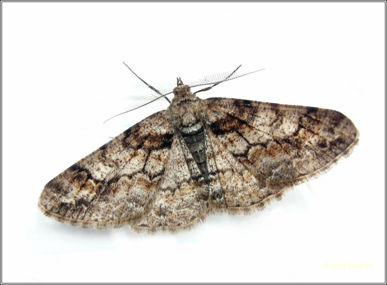 Ringed Carpet, Cleora cinctaria