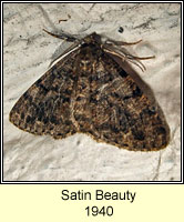 Satin Beauty, Deileptenia ribeata