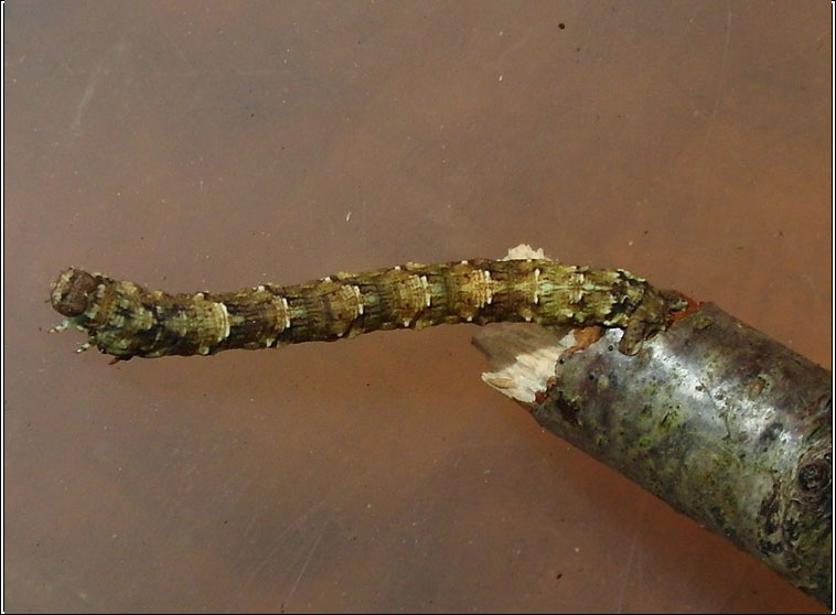 Satin Beauty, Deileptenia ribeata, caterpillar