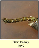 Satin Beauty, Deileptenia ribeata (caterpillar)
