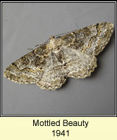 Mottled Beauty, Alcis repandata