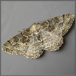 Mottled Beauty, Alcis repandata