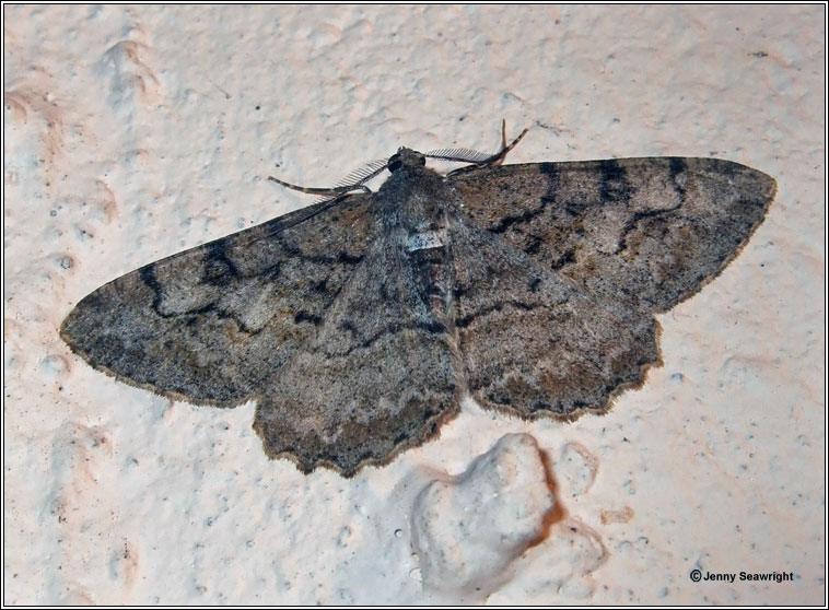 Mottled Beauty, Alcis repandata