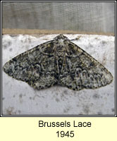 Brussels Lace, Cleorodes lichenaria