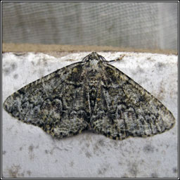 Brussels Lace, Cleorodes lichenaria