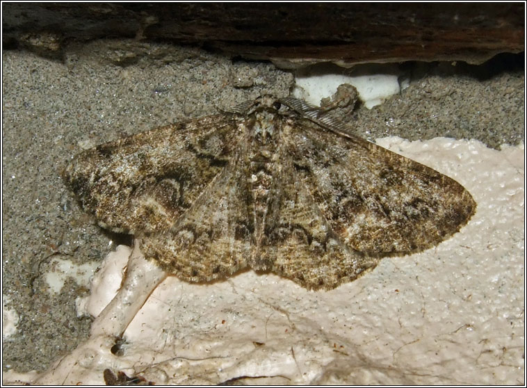 Brussels Lace, Cleorodes lichenaria