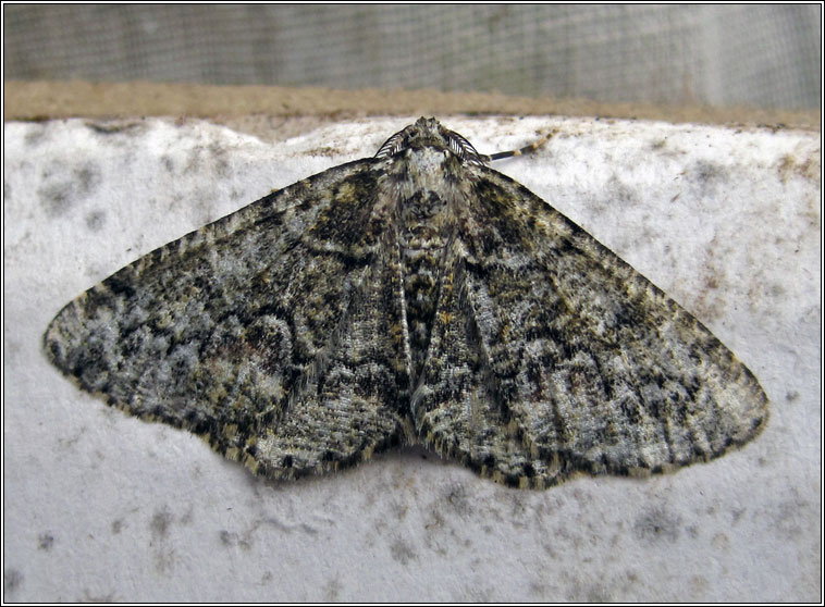 Brussels Lace, Cleorodes lichenaria