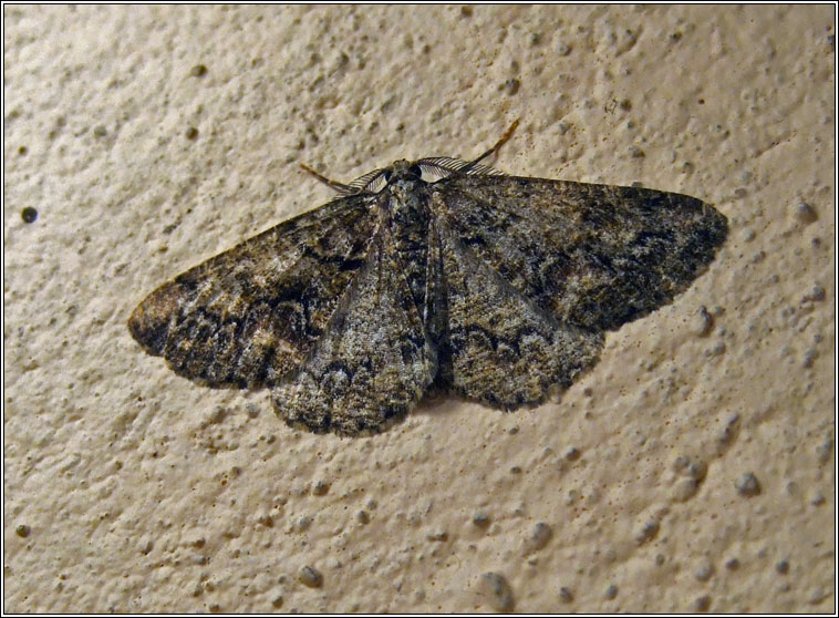 Brussels Lace, Cleorodes lichenaria