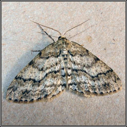 The Engrailed, Ectropis bistortata