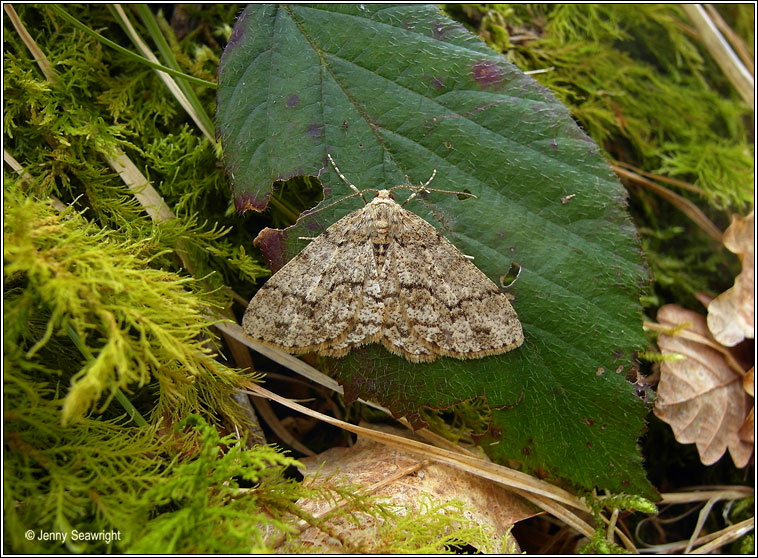 Engrailed, Ectropis bistortata