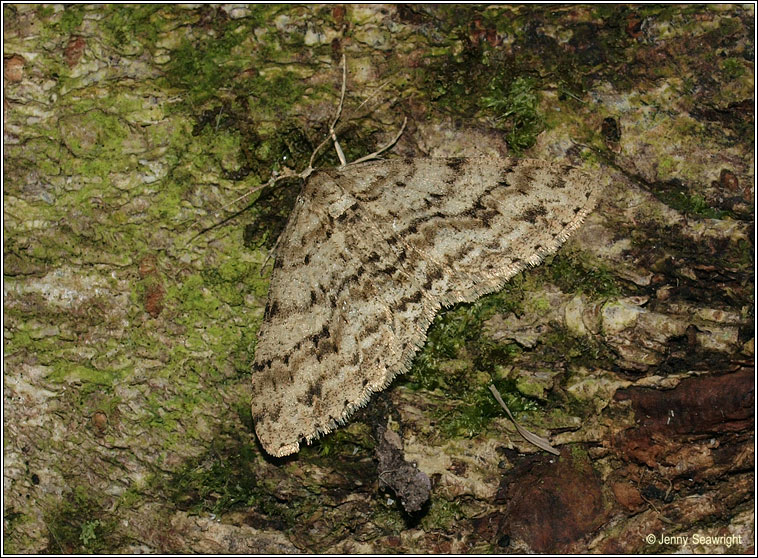 Engrailed, Ectropis bistortata