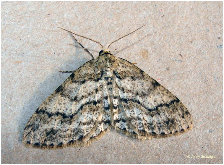 Engrailed, Ectropis bistortata