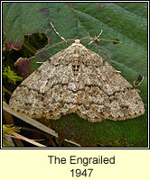 Engrailed, Ectropis bistortata