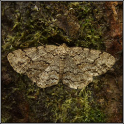 Engrailed, Ectropis bistortata/crepuscularia