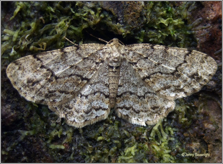 Engrailed, Ectropis bistortata/crepuscularia