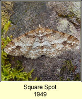 Square Spot, Paradarisa consonaria