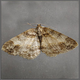 Square Spot, Paradarisa consonaria