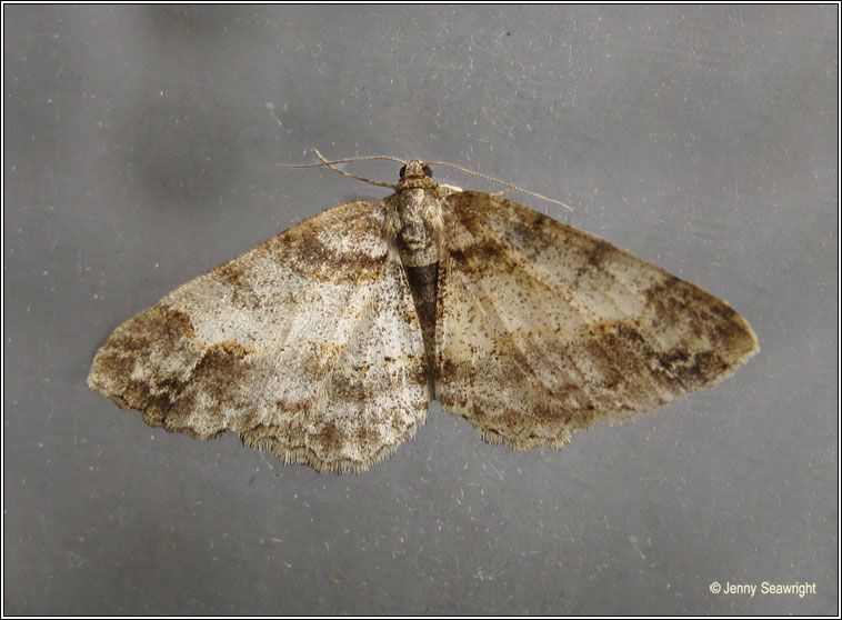 Square Spot, Paradarisa consonaria