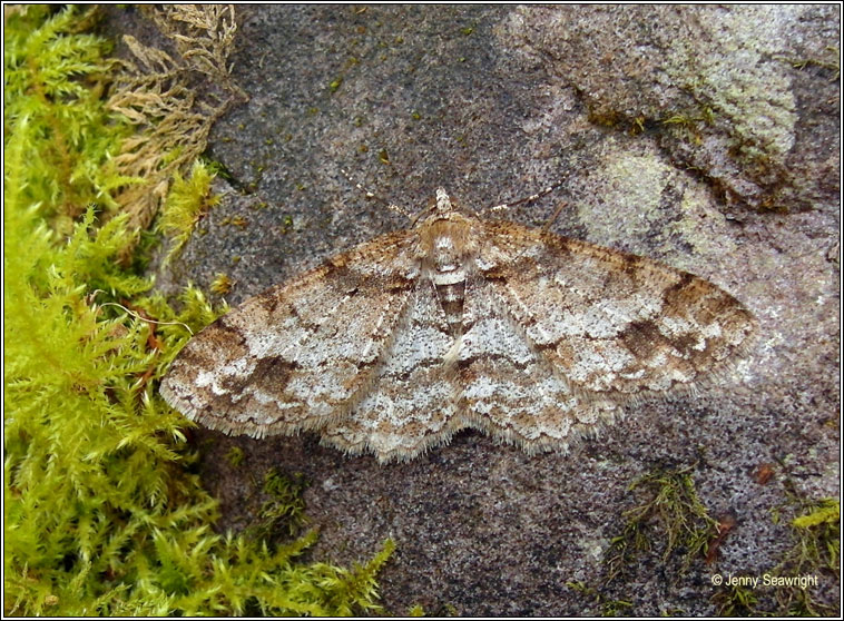 Square Spot, Paradarisa consonaria