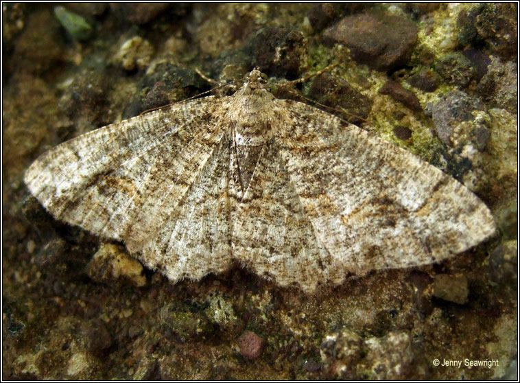 Square Spot, Paradarisa consonaria