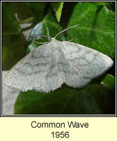 Common Wave, Cabera exanthemata