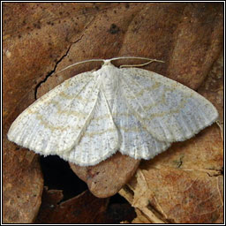 Common Wave, Cabera exanthemata