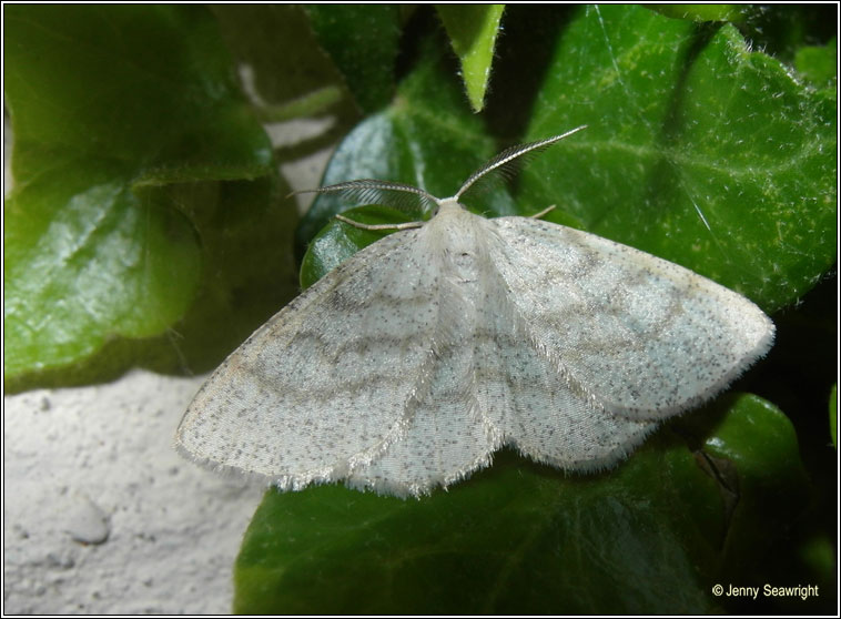 Common Wave, Cabera exanthemata