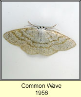 Common Wave, Cabera exanthemata