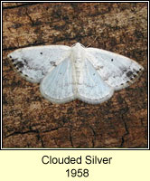 Clouded Silver, Lomographa temerata