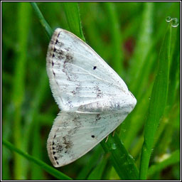 Clouded Silver, Lomographa temerata