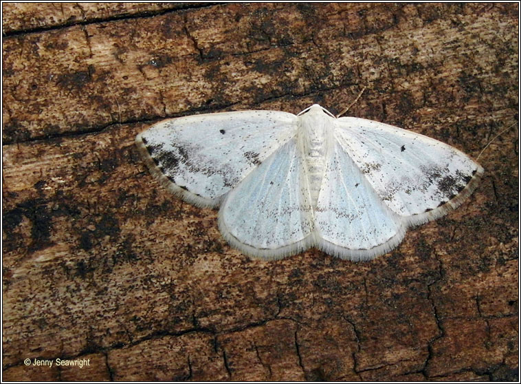 Clouded Silver, Lomographa temerata