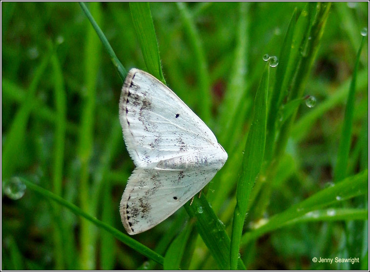 Clouded Silver, Lomographa temerata