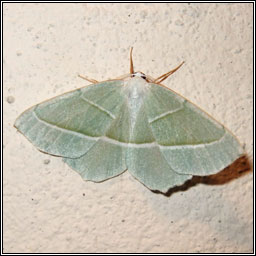 Light Emerald, Campaea margaritata