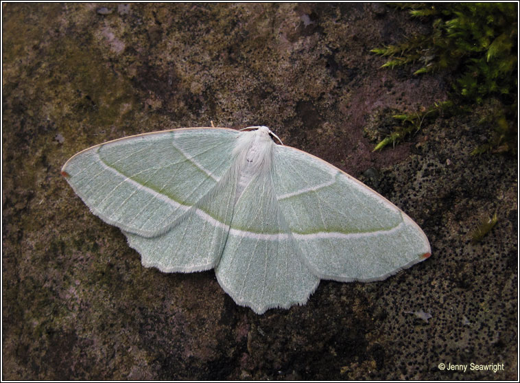 Light Emerald, Campaea margaritata