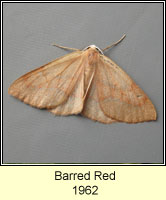 Barred Red, Hylaea fasciaria