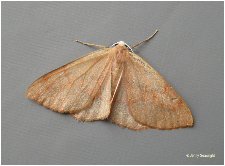 Barred Red, Hylaea fasciaria