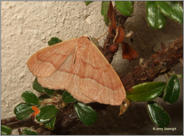 Barred Red, Hylaea fasciaria