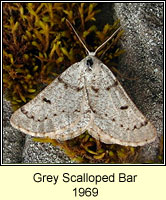 Grey Scalloped Bar, Dyscia fagaria