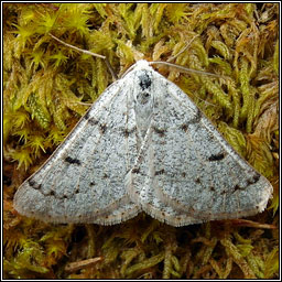 Grey Scalloped Bar, Dyscia fagaria