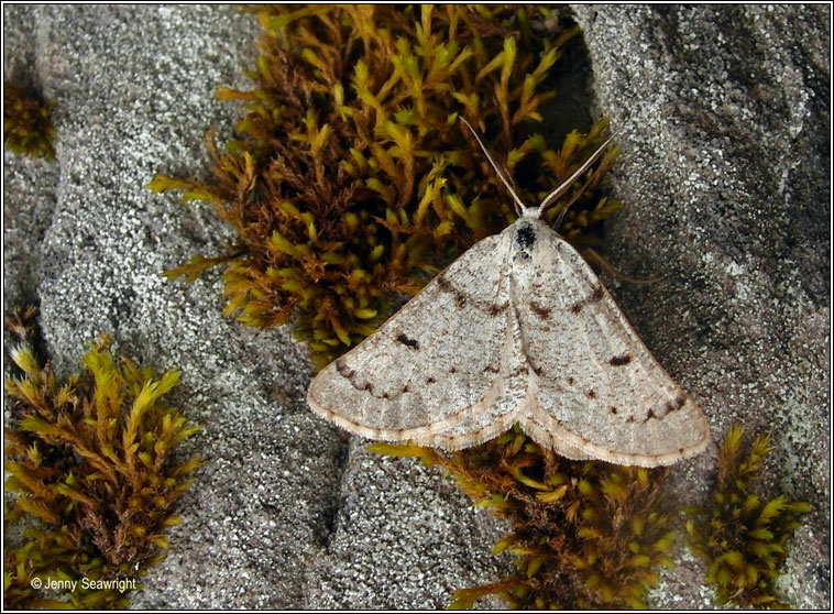 Grey Scalloped Bar, Dyscia fagaria