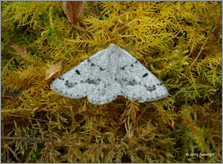 Grey Scalloped Bar, Dyscia fagaria