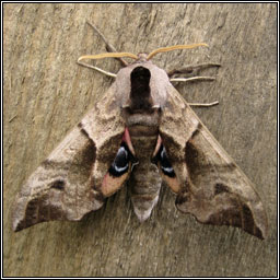 Eyed Hawk-moth, Smerinthus ocellata