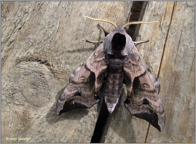 Eyed Hawk-moth, Smerinthus ocellata