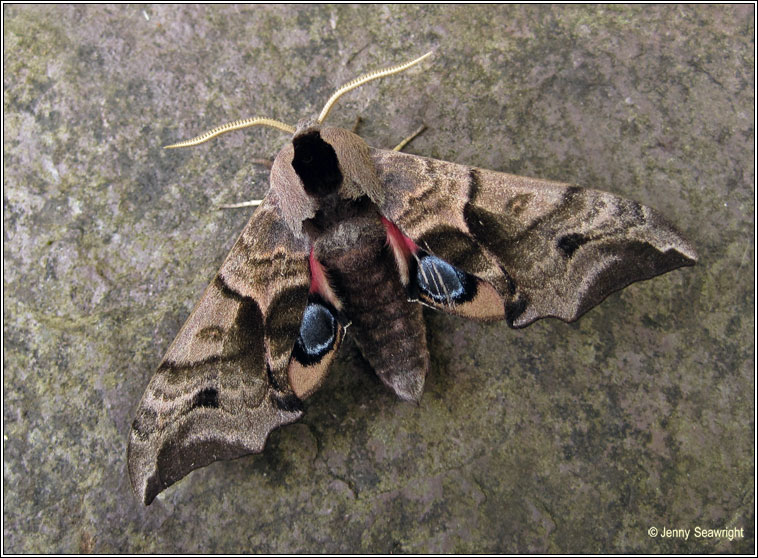 Eyed Hawk-moth, Smerinthus ocellata