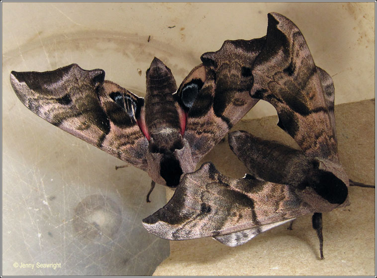 Eyed Hawk-moth, Smerinthus ocellata